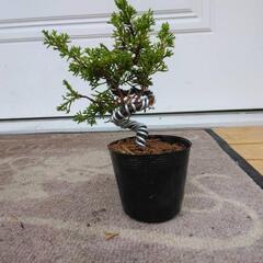 【B】盆栽　真柏シンパク　素材の画像