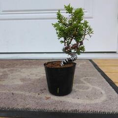 【B】盆栽　真柏シンパク　素材の画像