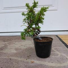 【B】盆栽　真柏シンパク　素材の画像