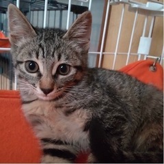 生後3ヶ月の子猫の里親さん募集しています‼️仮名にい女の子