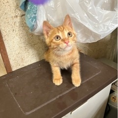 2ヶ月茶トラのオス♂ワクチン済み引き渡し里親さん募集♡