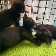 黒猫ちゃん大集合