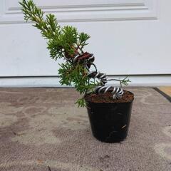 【C】盆栽　真柏　シンパク　素材の画像