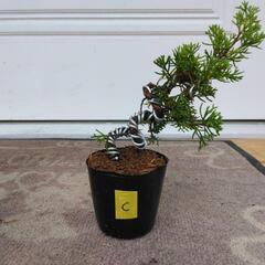 【C】盆栽　真柏　シンパク　素材の画像