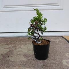 【C】盆栽　真柏　シンパク　素材の画像