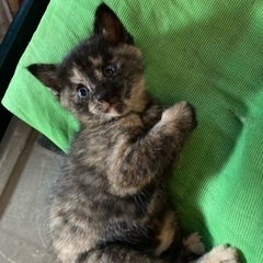 サビ猫　女の子　生後2ヶ月