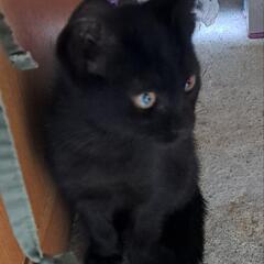 野良猫子ねこの里親募集