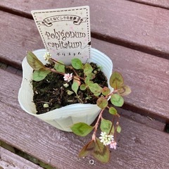 小さなピンクの妖精　♡ ポリゴナム　植物苗　グランドカバー 