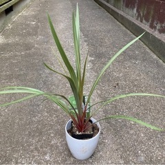 オーストラリス　サンダンス　コルジリネ　植物苗　希少