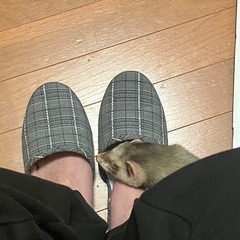 マーシャルフェレット　1才2ヶ月　男の子