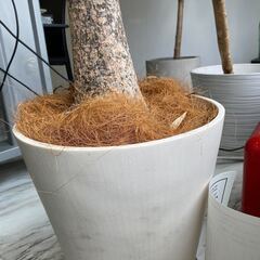 不要な観葉植物差し上げます