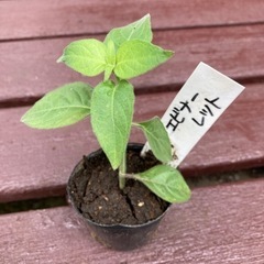 コエビソウ　エビーナ　レッド　植物苗　人気