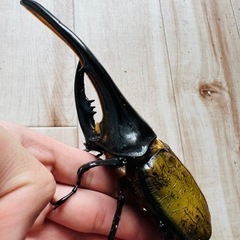 ヘラクレスオオカブト　特大　165.1mm