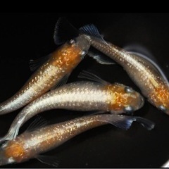 めだか🐟10mm以下の個体10匹➕a💖全品種1000円😍