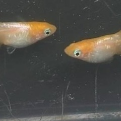 めだか🐟10mm以下の個体10匹➕a💖全品種1000円😍の画像