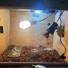 爬虫類🦎・小動物用木製ケージ製作お任せください！