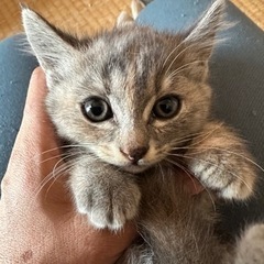 パステル系の綺麗な女の子🐱お顔もとっても可愛いです(*˘︶˘*)...