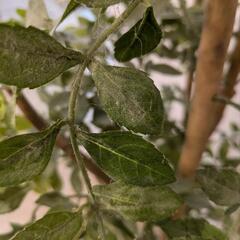 【タダであげます】観葉植物(フェイクグリーン)の画像