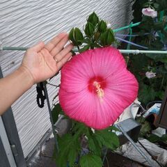 カフェ&色々お話できるお友達になってくれる方♪