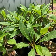 プルメリア Saxe Blue | Tropea Automatic — Dominatore Del Mare