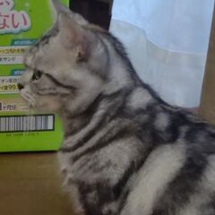 アメリカンショートヘアの女の子♪