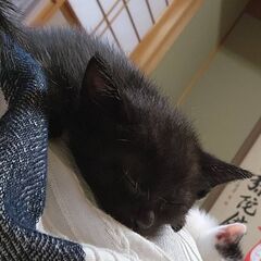 里親さん決定しました！ありがとうございました！ちょっとどんくさ子なクロミちゃん − 岐阜県