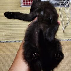 里親さん決定しました！ありがとうございました！ちょっとどんくさ子なクロミちゃん - 里親募集