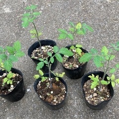 【数量限定】無農薬 鈴なりミニトマト  ミニトマト 植物苗 大人気