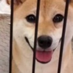 小さくても活発な柴の女の子