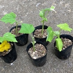 【数量限定】無農薬 早生節成きゅうり 植物苗 大人気
