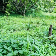 茨城県の草刈り｜ジモティー