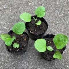 【数量限定】無農薬 長なす 植物苗 大人気　残りわずか