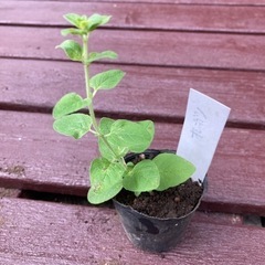 【SALE】オレガノ 植物苗 ミント ハーブ 根付き 人気