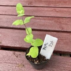 【SALE】アップルミント 植物苗 ミント 根付き 大人気