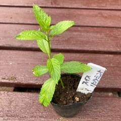 【SALE】スイスリコラミント 植物苗 ミント 希少 根付き 大人気