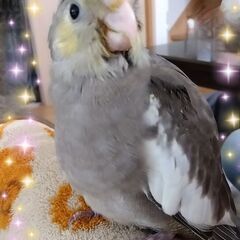 チンチラ・インコのふれあいカフェ - 鹿嶋市