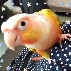 チンチラ・インコのふれあいカフェ - ペット