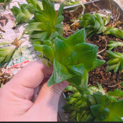 ハオルチア　シンビフォルミス　京の華