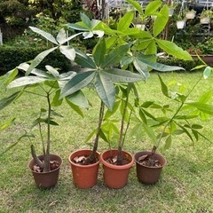 パキラ　観葉植物