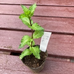 【SALE】カーリーミント 植物苗 ミント 希少　ハーブ