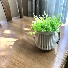 観葉植物/ペペロミア・ジェミニ　多肉植物　手渡し