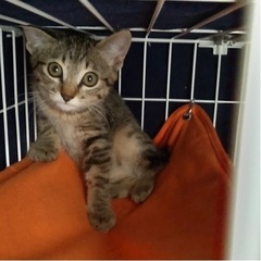 生後3ヶ月の子猫の里親さん募集しています‼️仮名たあ女の子