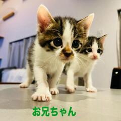 兄妹の2匹一緒でのお迎えのお願いです。