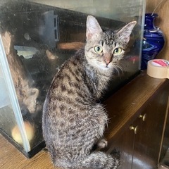 キジトラ　3ヶ月位（里親さん決まりました）