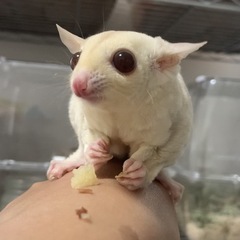 フクロモモンガ クリミノWF︎︎ ♀