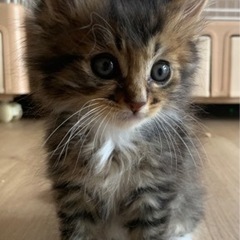 1.5ヶ月𓃠𓈒 𓂂子猫