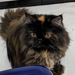 猫を探しています　迷子猫