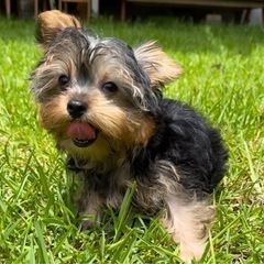 ヨークシャーテリア男の子
