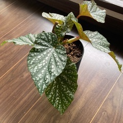 【観葉植物】ベゴニアマ・クラータ【鉢ごとお渡し】