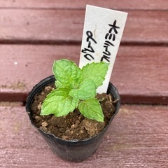 【SALE】グレープフルーツミント 植物苗 ミント 根つき 希少...